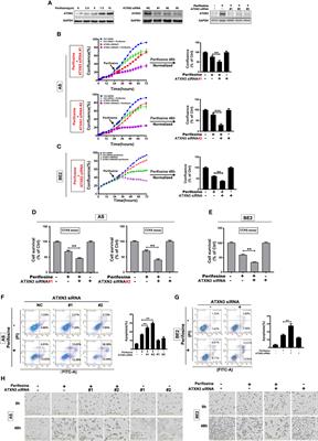 Corrigendum: Downregulation of ATXN3 enhances the sensitivity to AKT inhibitors (Perifosine or MK-2206), but decreases the sensitivity to chemotherapeutic drugs (etoposide or cisplatin) in neuroblastoma cells